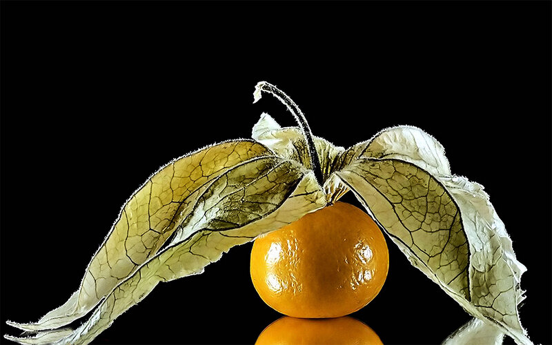 Physalis Fruit on Black