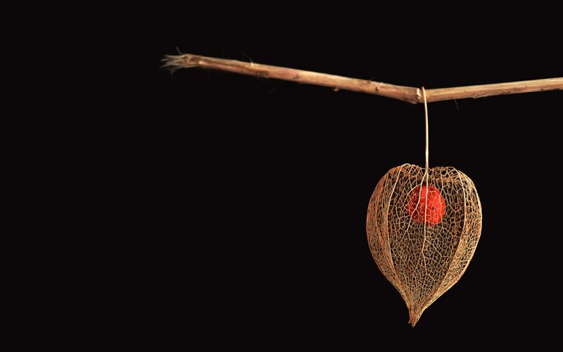 Physalis Fruit on Branch