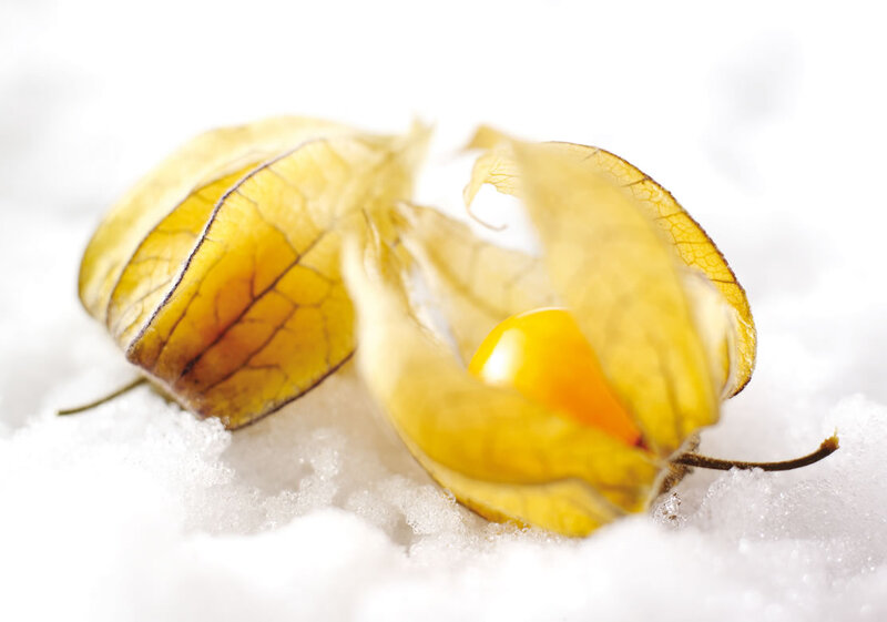 Physalis Fruits in Snow