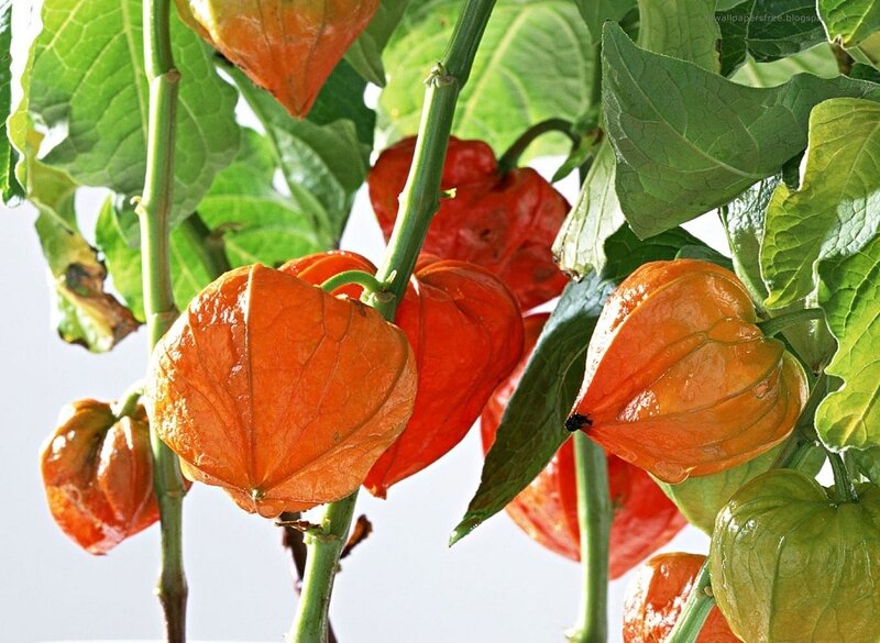 Physalis Fruits on Plant