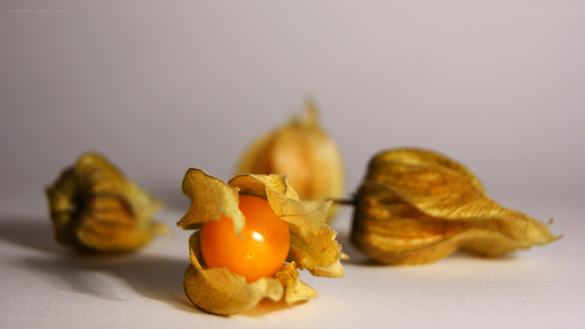 Physalis fruits on white surface