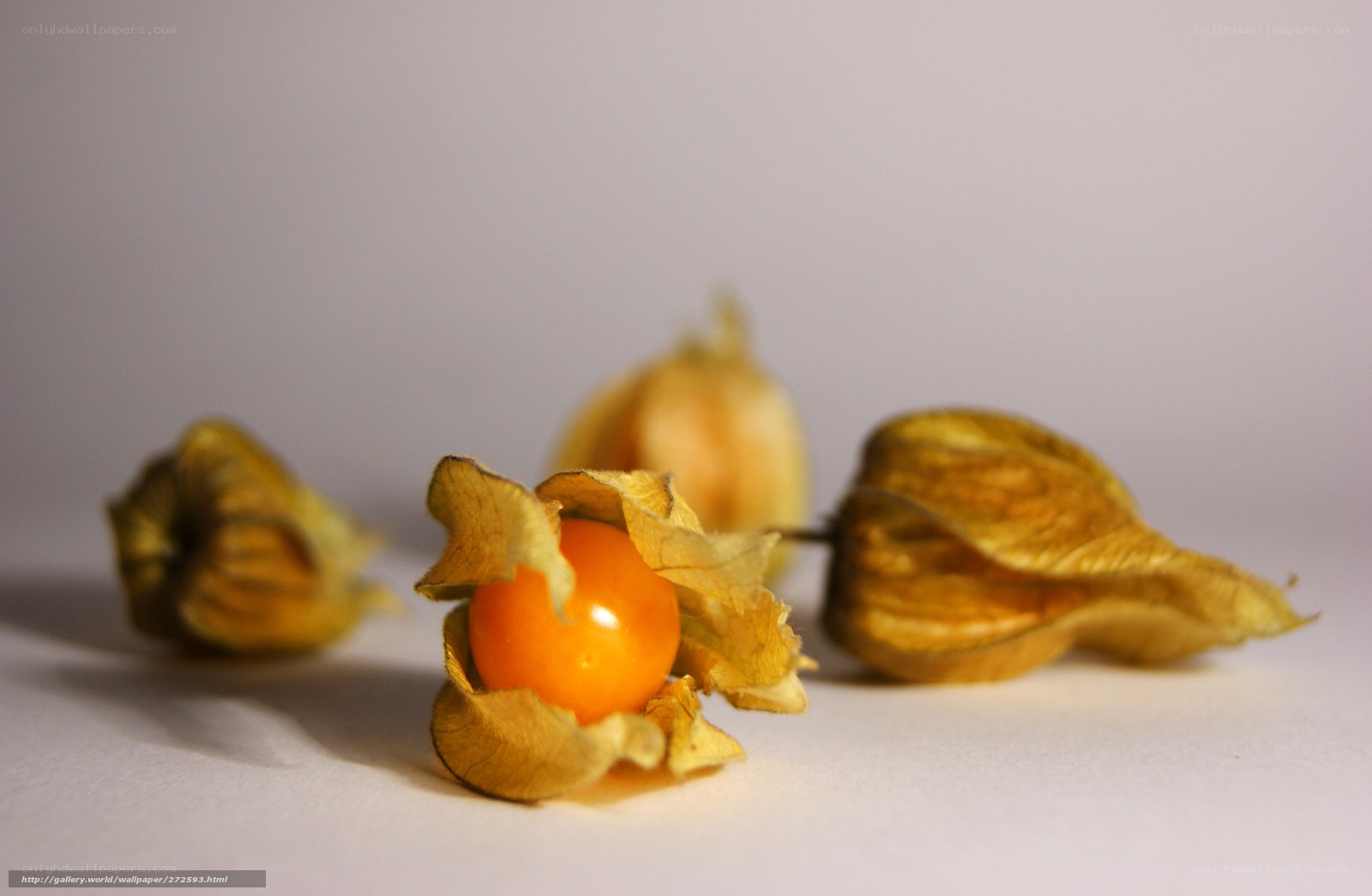 Physalis fruits on white surface