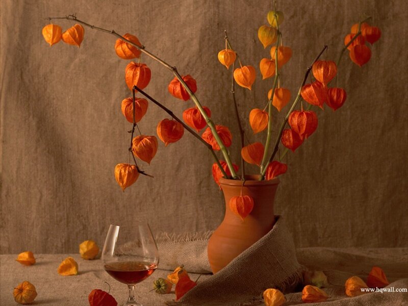 Physalis in Terracotta Vase