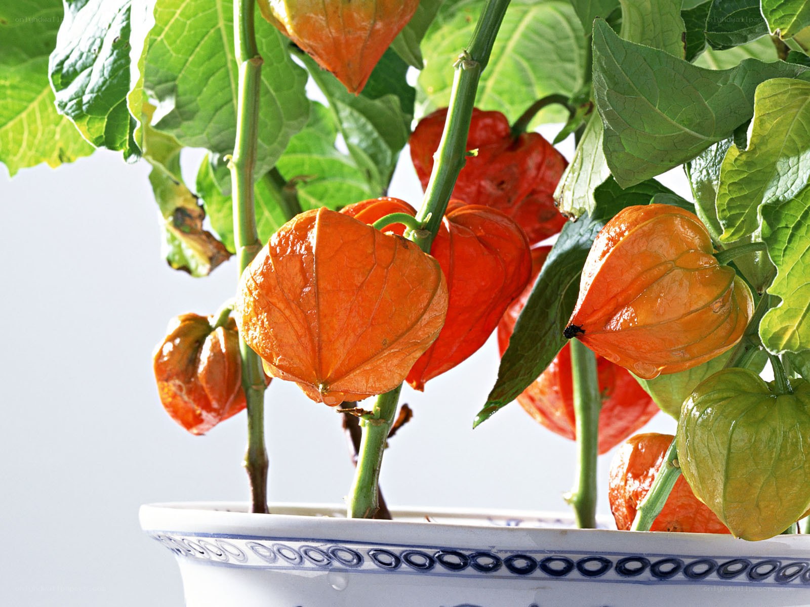 Physalis plant in a pot