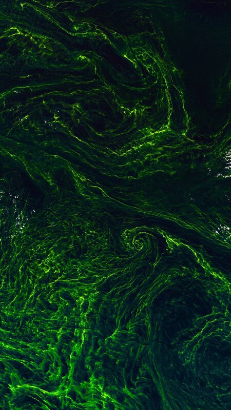 Phytoplankton Bloom