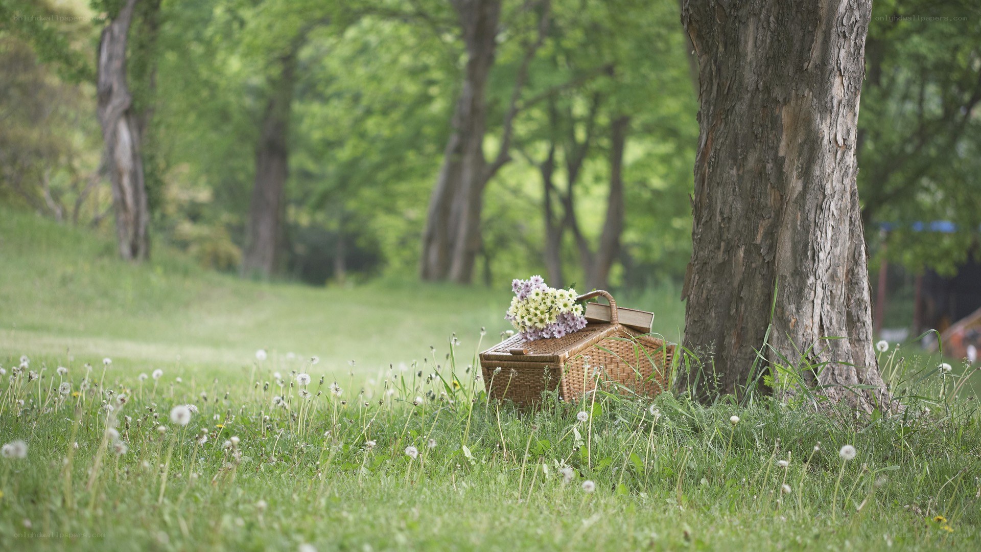 Picnic basket in a park