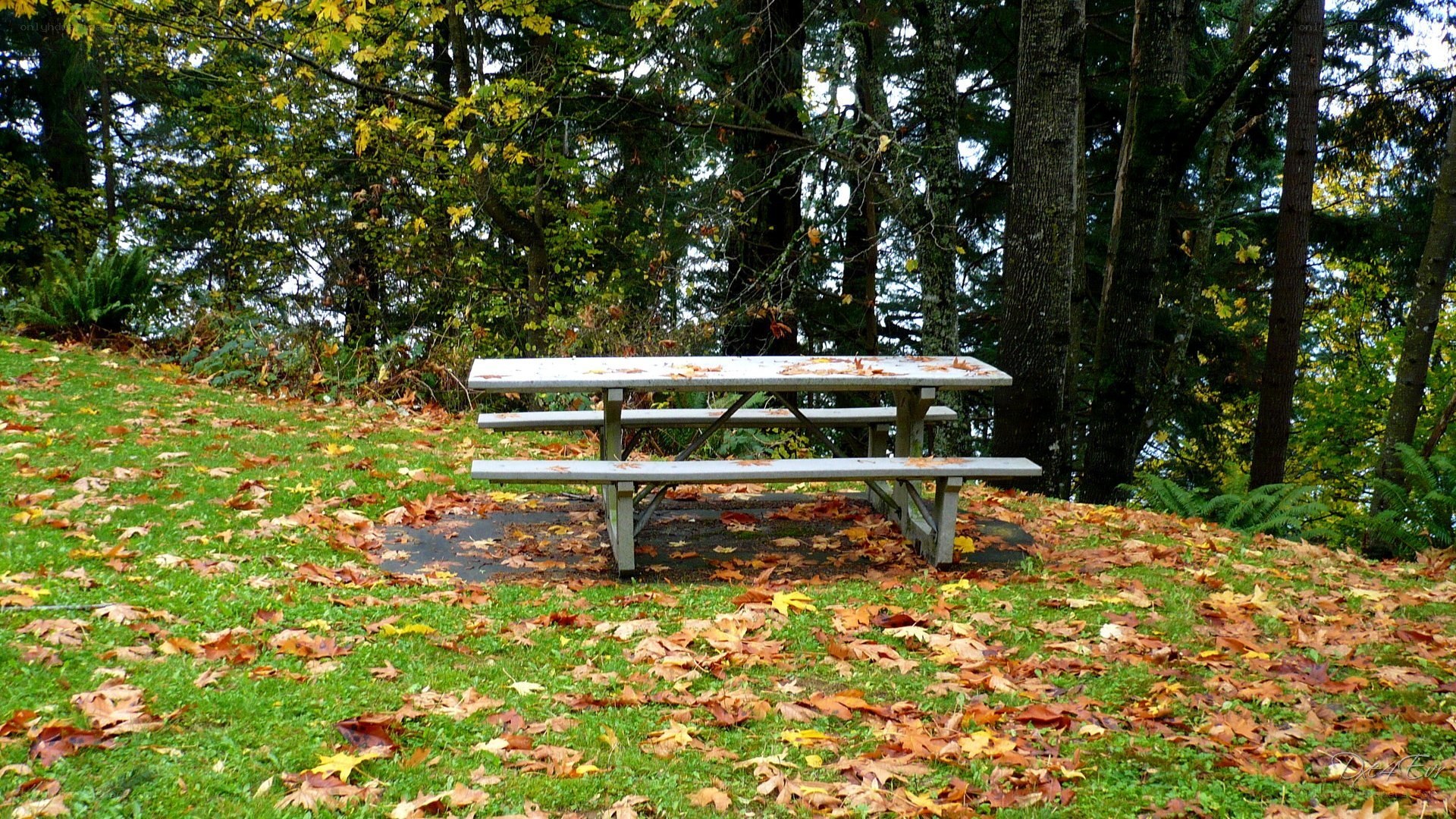 Picnic table in autumn forest