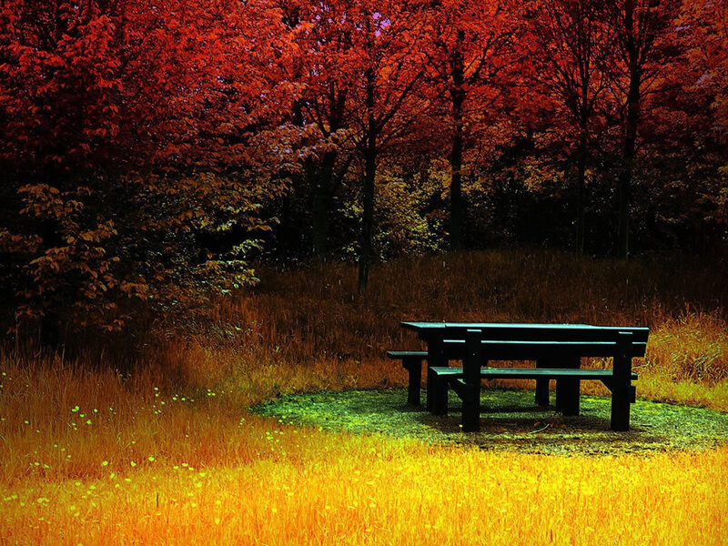 Picnic Table in Field