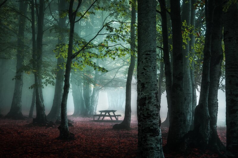 Picnic Table in Forest — Green, Misty