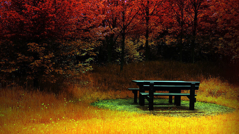 Picnic Table in Forest — Red