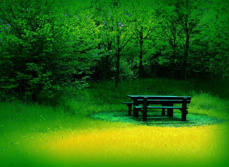 Picnic Table in Forest