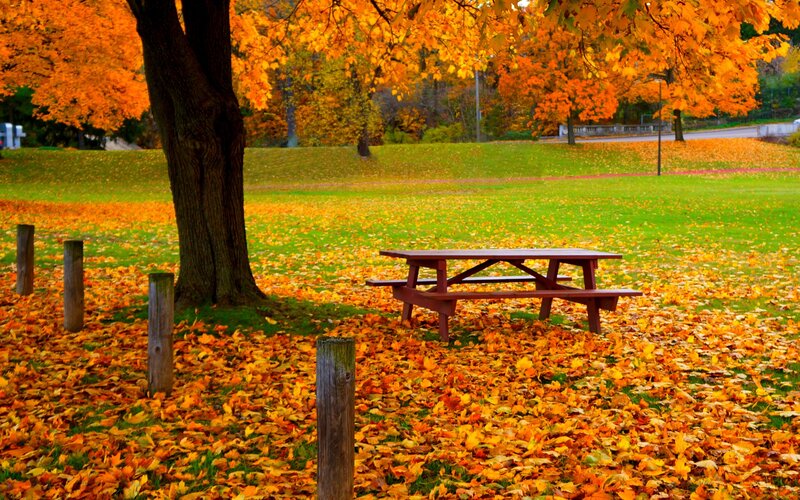 Picnic Table in Park — Orange