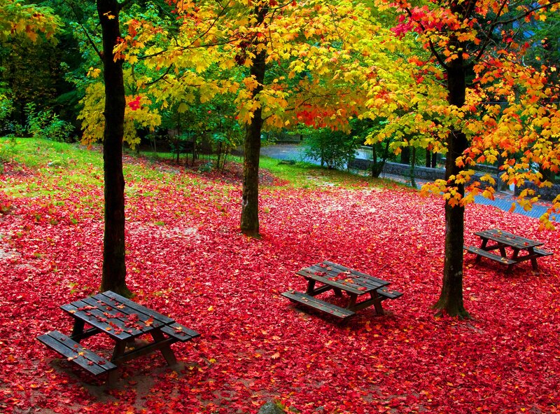 Picnic Tables in Autumn — Red