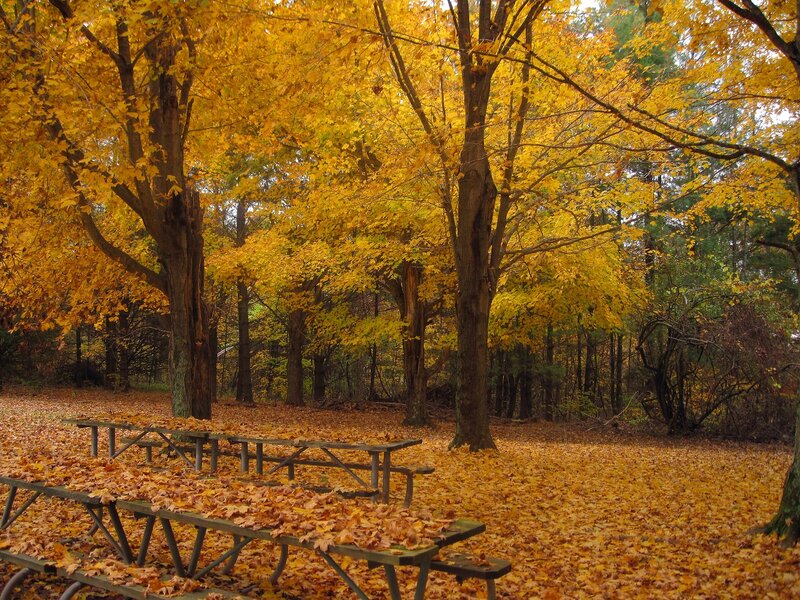 Picnic Tables in Autumn