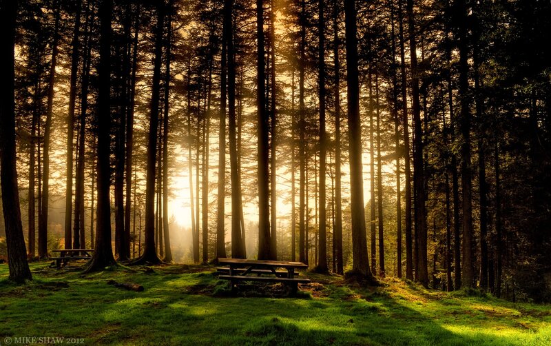Picnic Tables in Forest — Green