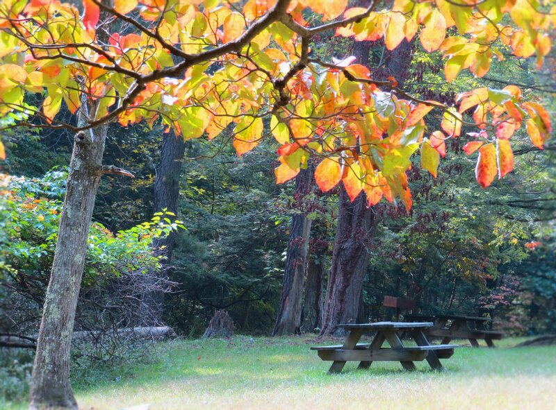 Picnic Tables in Forest