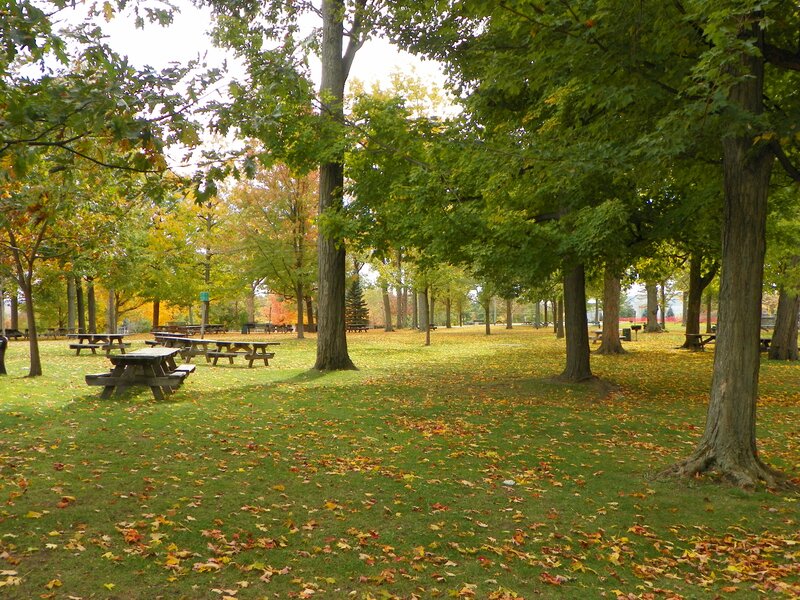 Picnic Tables in Park — Green