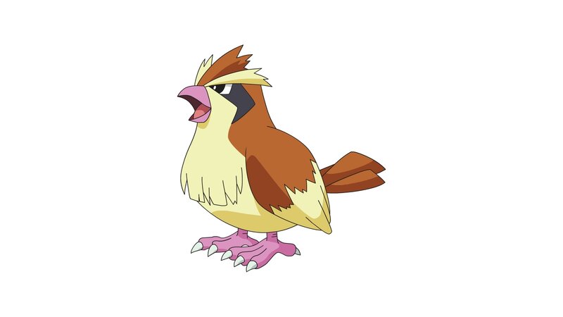 Pidgey Bird
