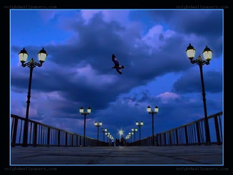 Pier at dusk with a flying bird