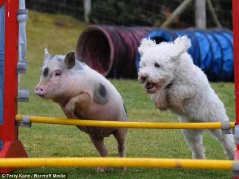 Pig and Dog Jumping