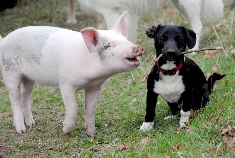 Pig and Dog Playing