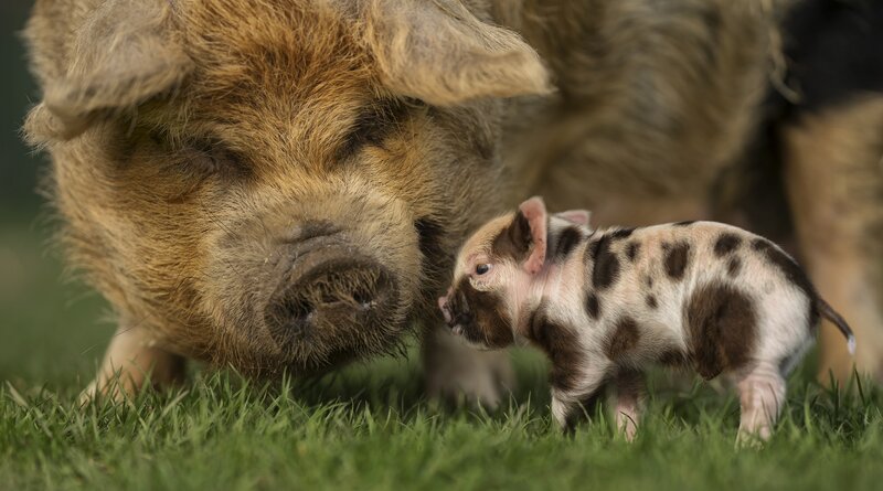 Pig and Piglet — Green
