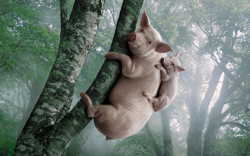Pig and Piglet in Tree — Green, Serene