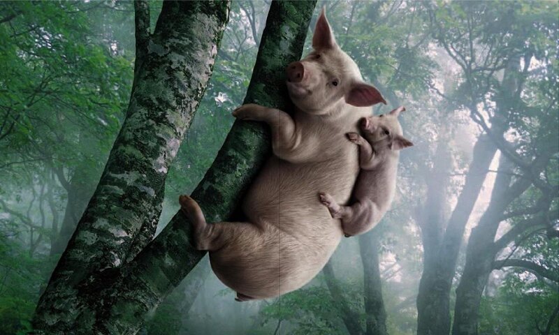 Pig and Piglet in Tree