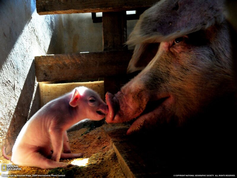 Pig and piglet interaction