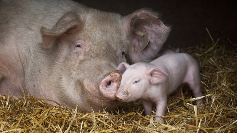 Pig and piglet on hay