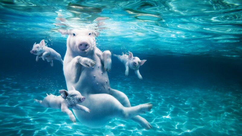 Pig and Piglets Swimming — Blue, Serene