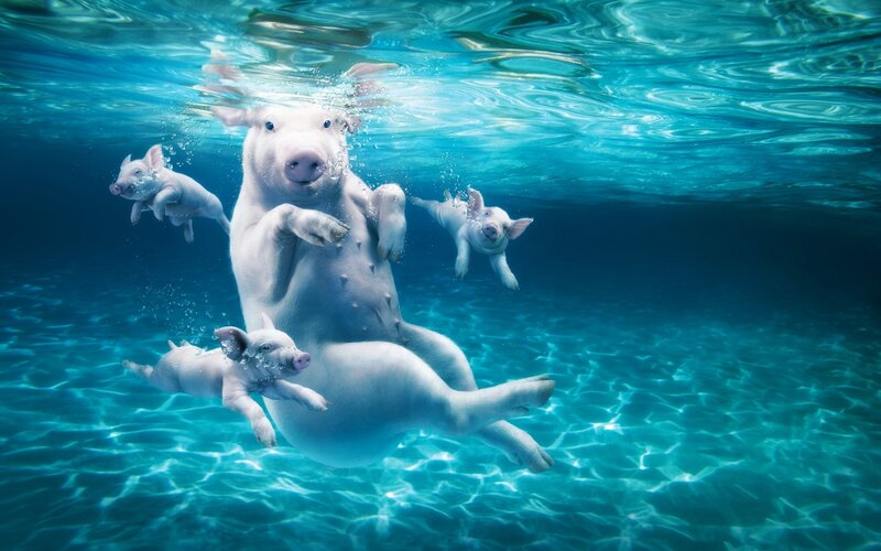 Pig and Piglets Swimming — Blue