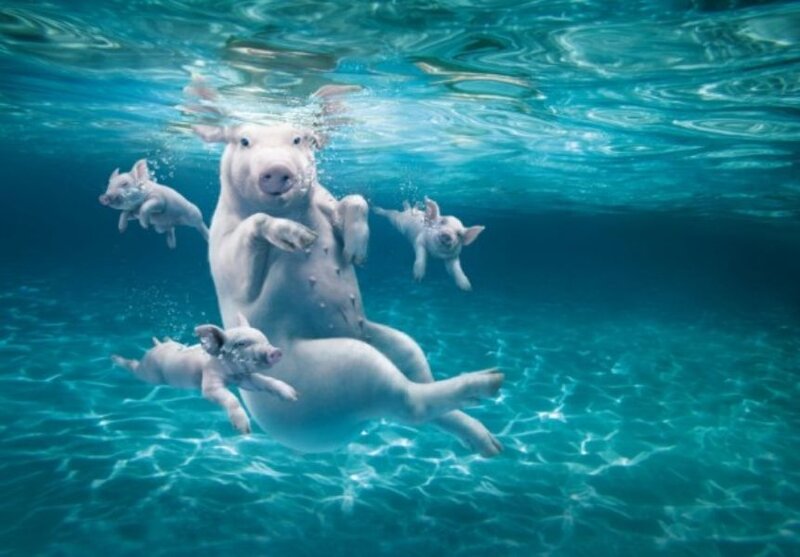Pig and Piglets Swimming