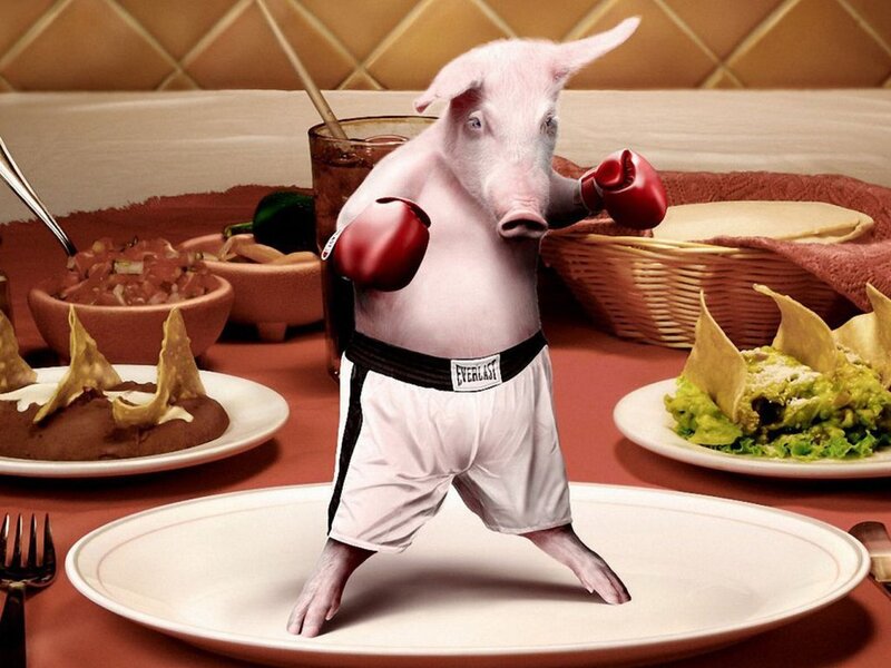pig boxer at dinner table