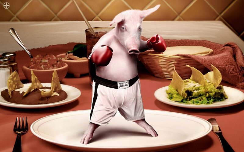 Pig boxer at dinner table