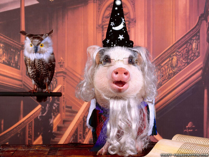 Pig Dressed as Wizard
