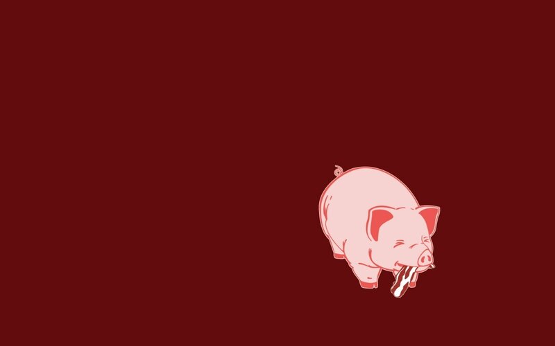 pig eating bacon