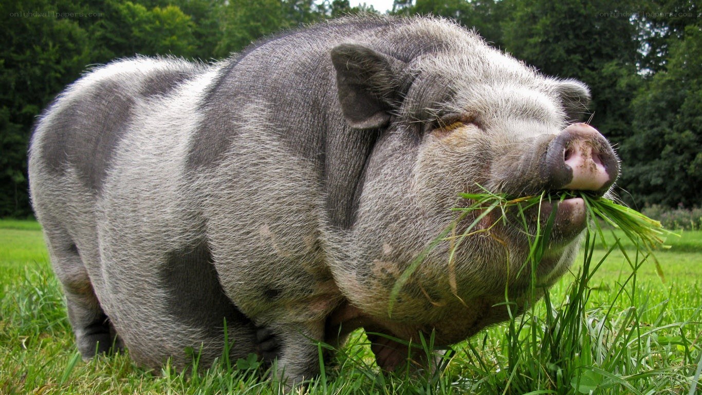 pig eating grass in field