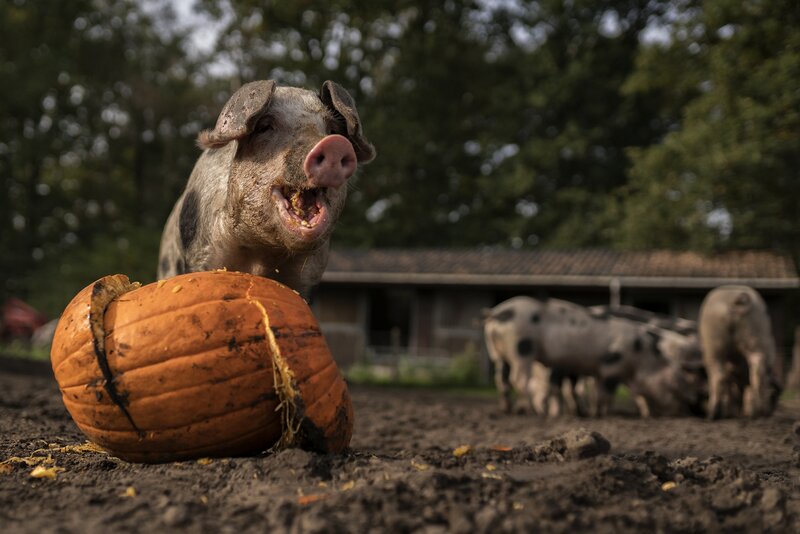 Pig Eating Pumpkin