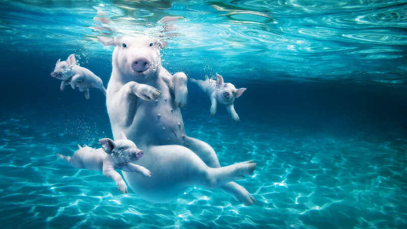 Pig family swimming underwater