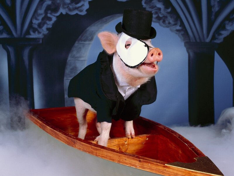 Pig in a Boat