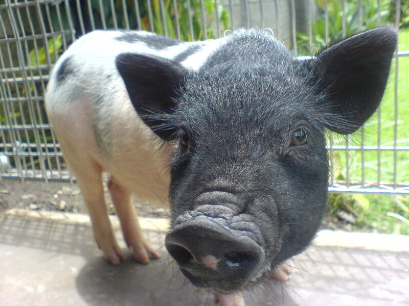 pig in a cage