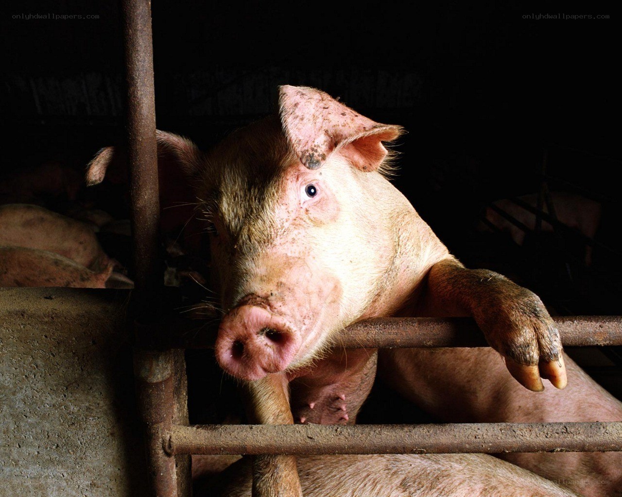 pig in a farm pen
