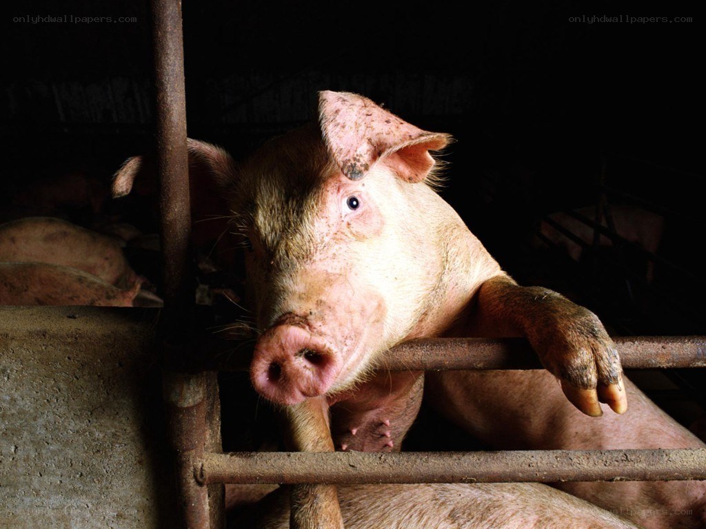 pig in a farm pen