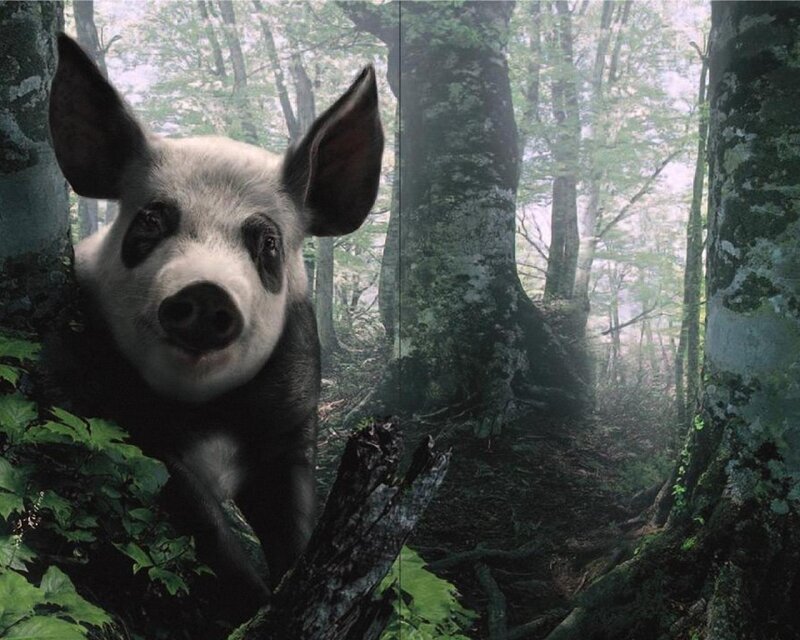 pig in a forest