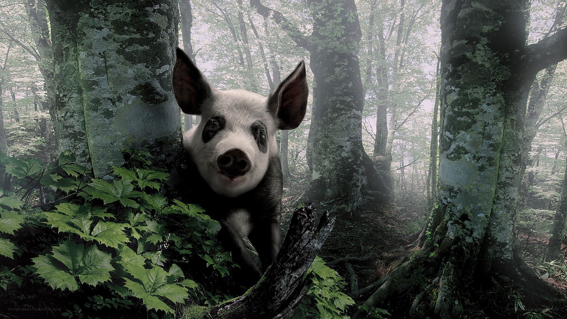 pig in a forest