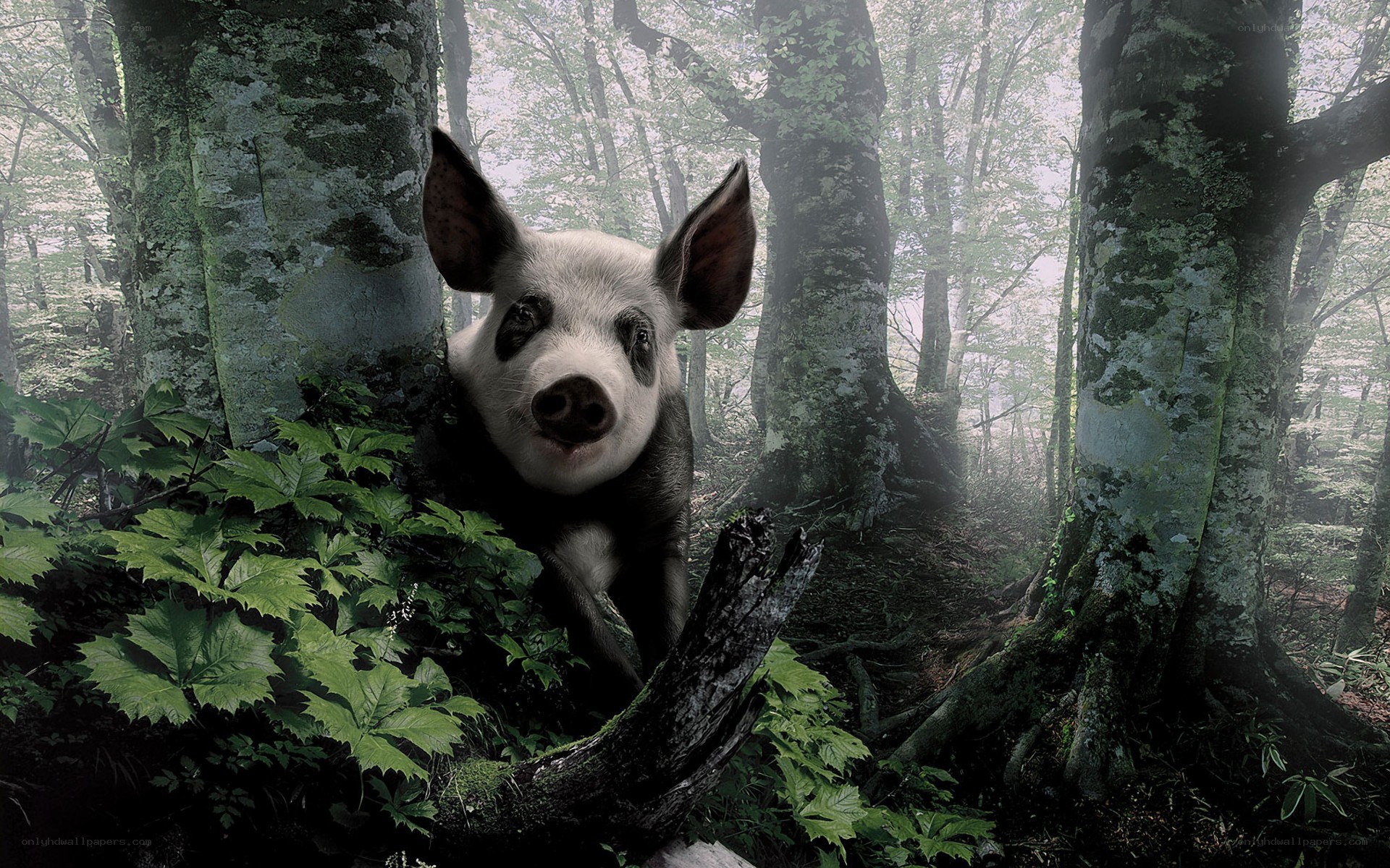 Pig in a misty forest