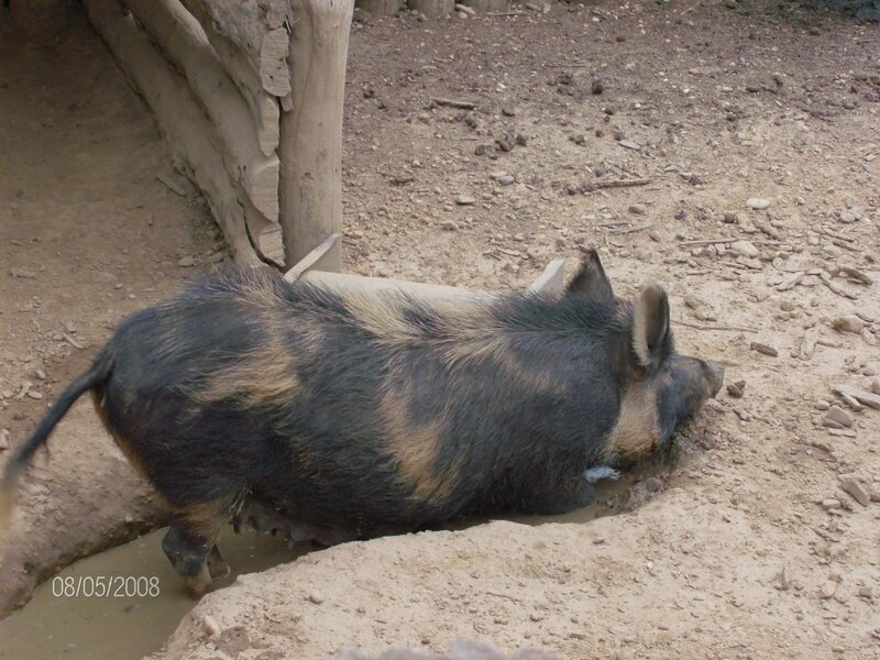 pig in a muddy enclosure
