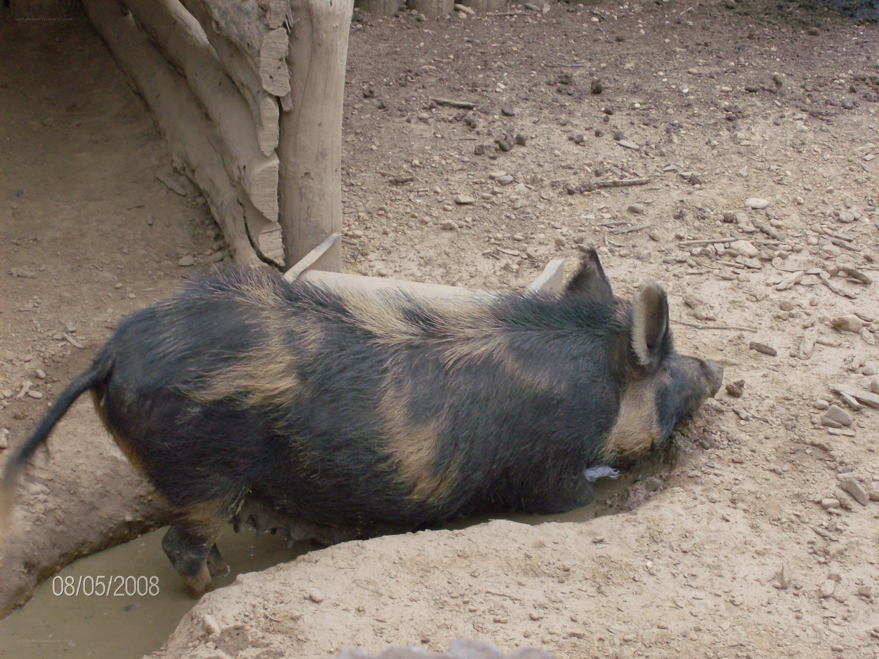 pig in a muddy enclosure