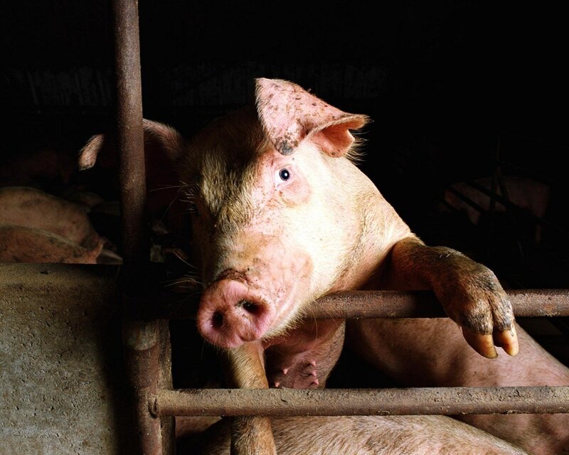 Pig in a Pen — Pink